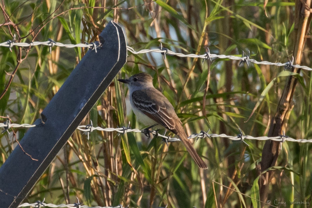 Ash-throated Flycatcher - ML210977381