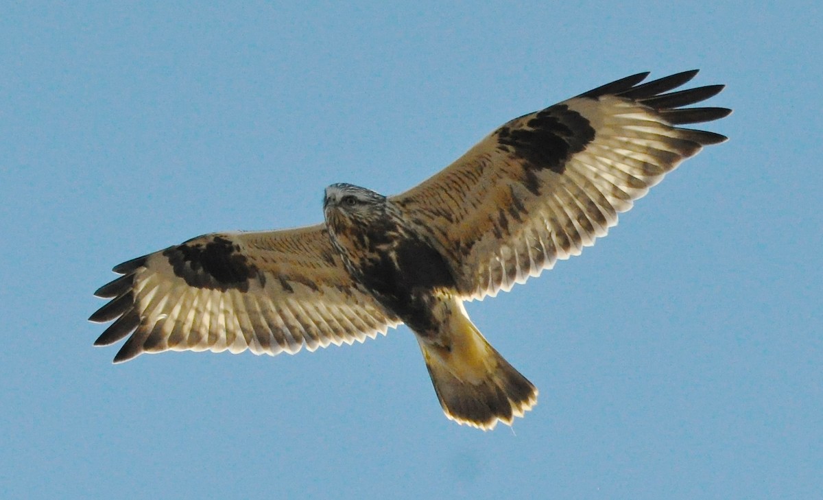 Rough-legged Hawk - ML21097791