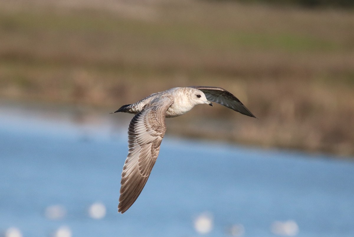 Short-billed Gull - ML210978431