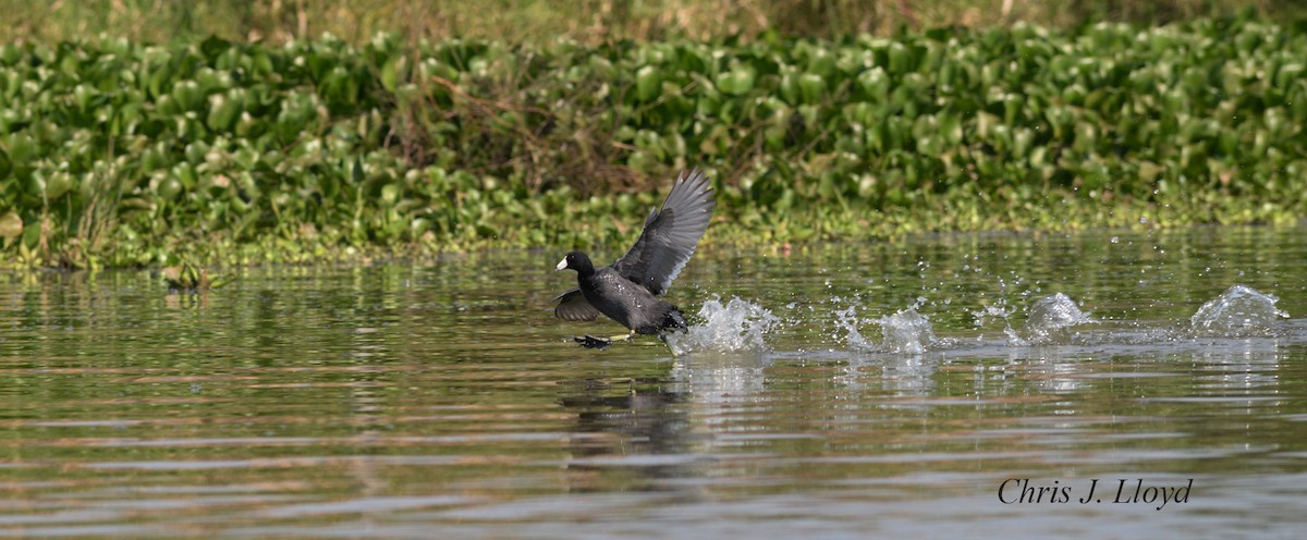 American Coot (Red-shielded) - Chris Lloyd