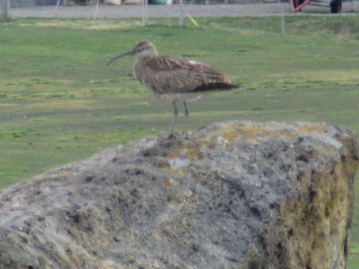 Regenbrachvogel - ML210980141