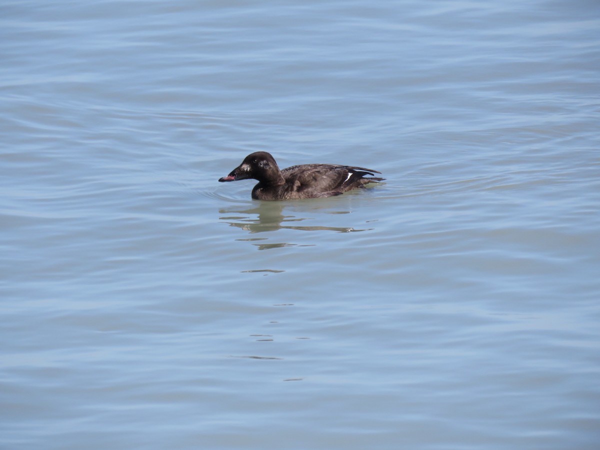 White-winged Scoter - ML210981851