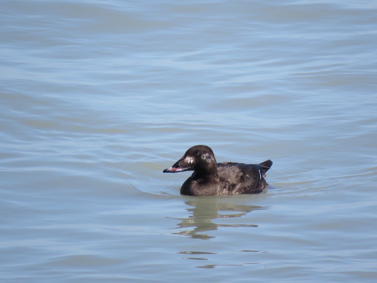 White-winged Scoter - ML210981861