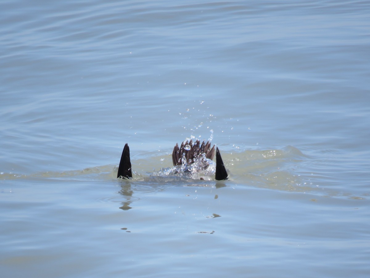 White-winged Scoter - ML210981921