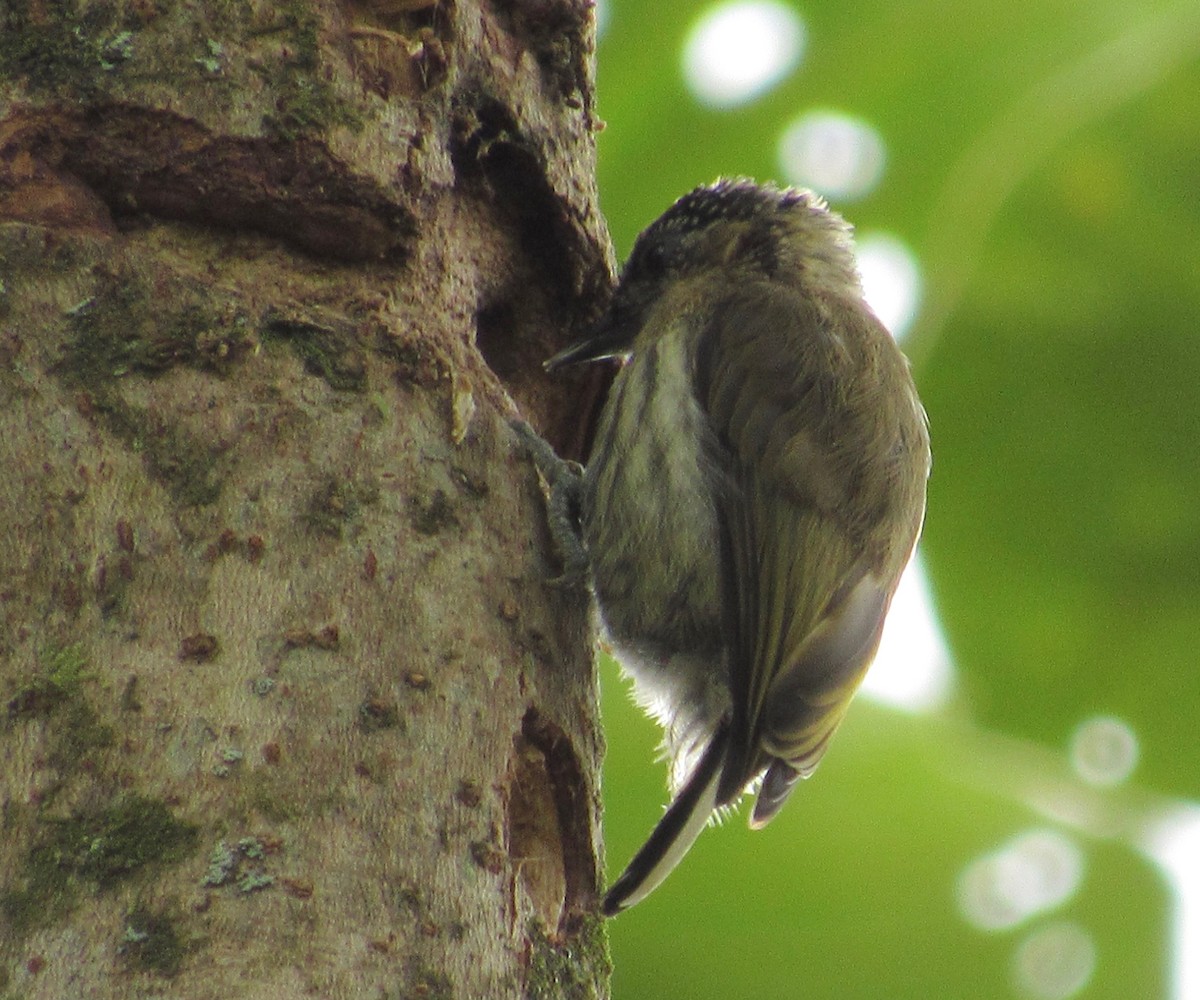 Olivaceous Piculet - Fundación Viracocha