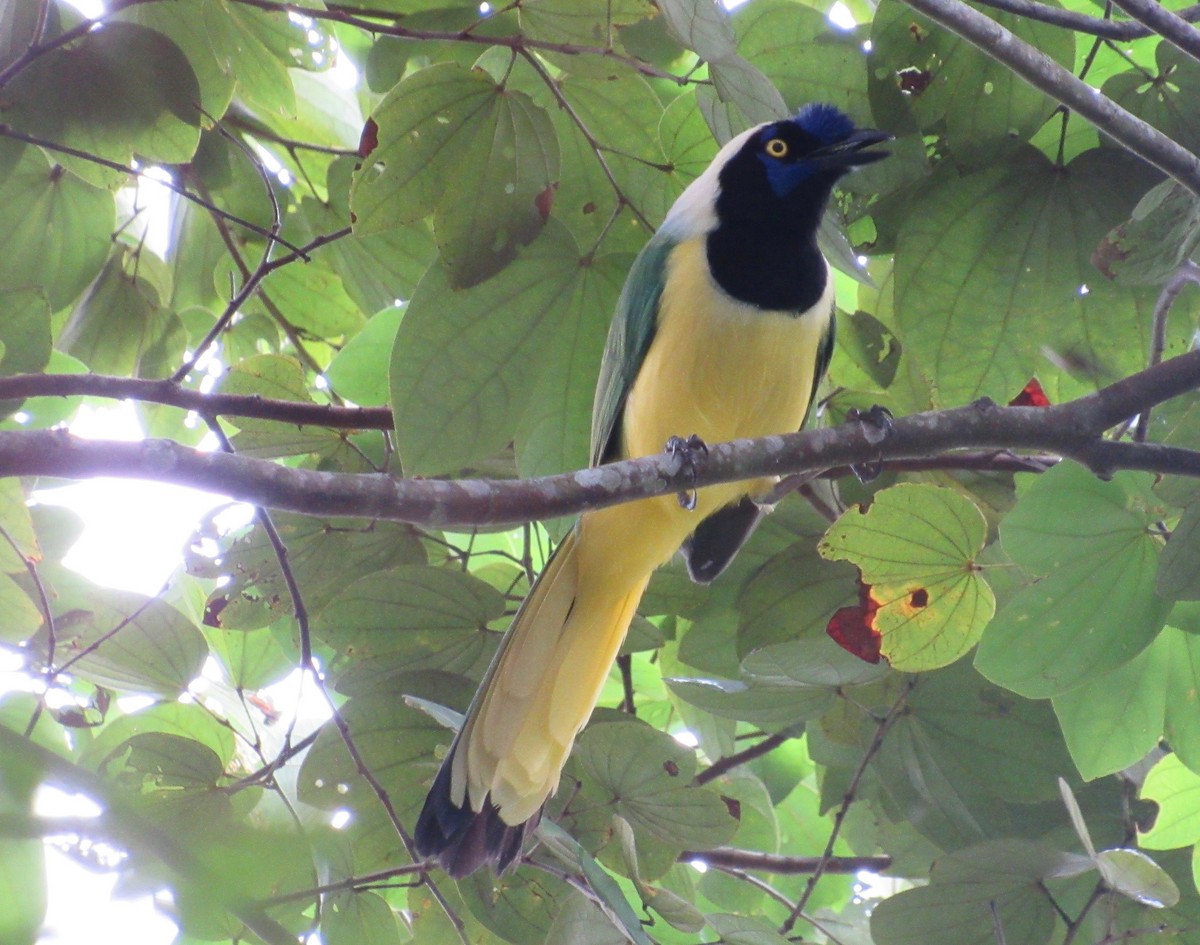 Green Jay - ML210983201