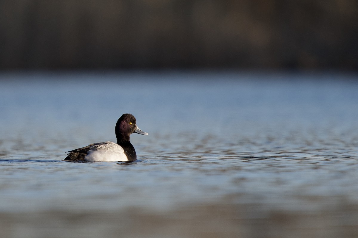 Lesser Scaup - Jay Rand