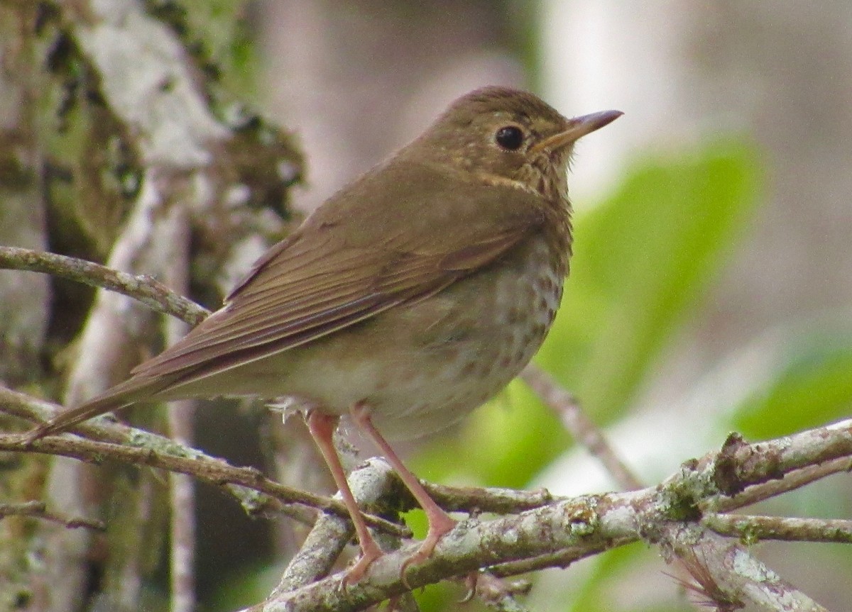 Swainson's Thrush - ML210984291