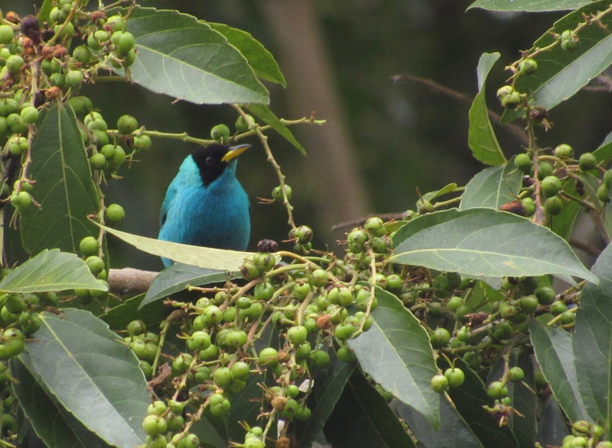 Green Honeycreeper - Fundación Viracocha