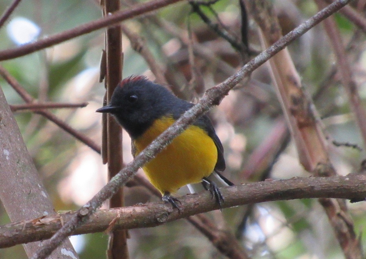 Slate-throated Redstart - Fundación Viracocha