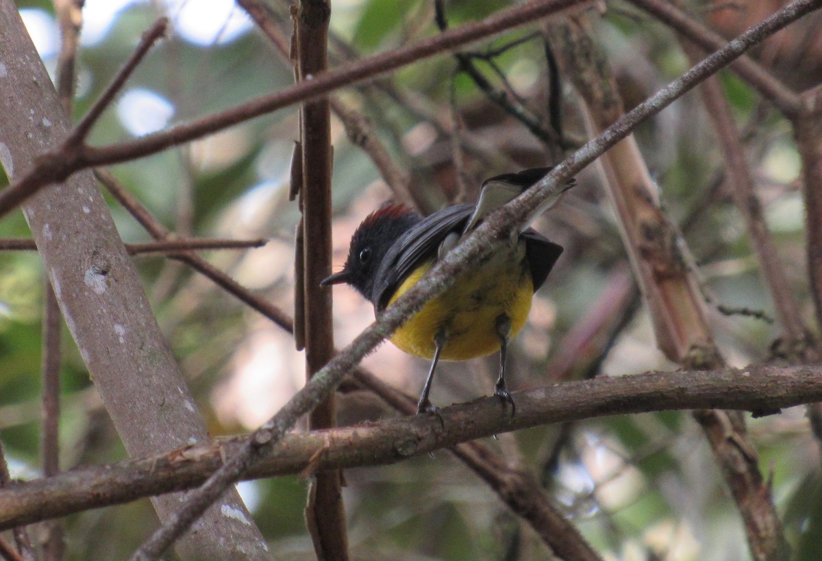 Slate-throated Redstart - Fundación Viracocha