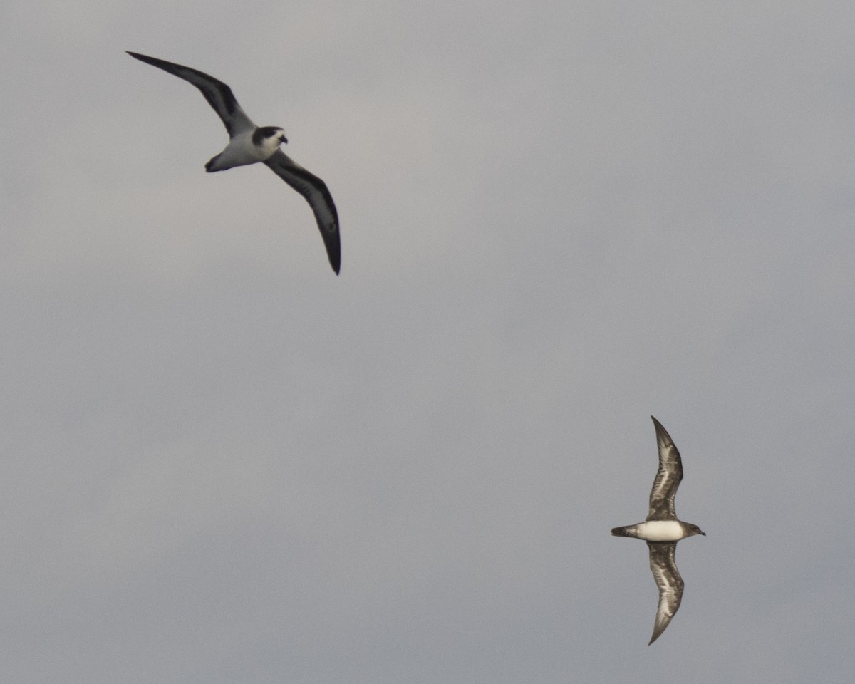 Petrel de Trinidad - ML21098591