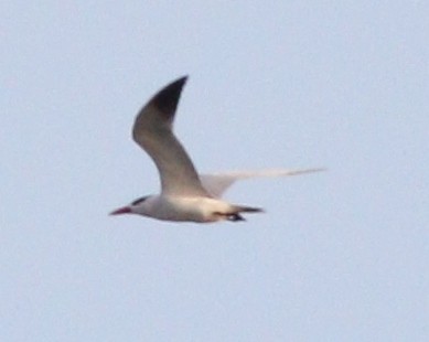 Caspian Tern - ML210985991