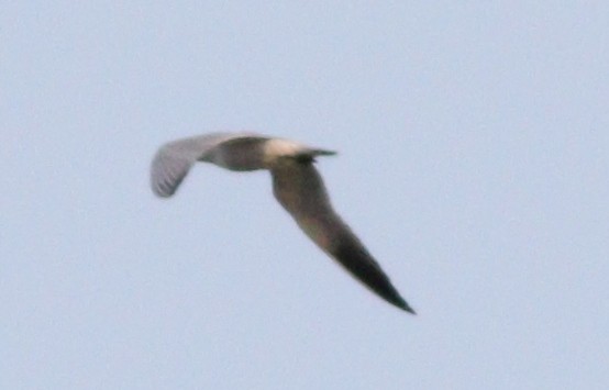 Caspian Tern - ML210986001