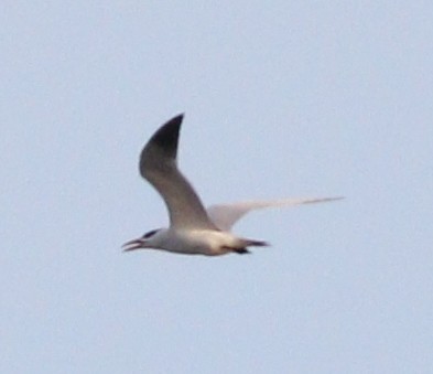 Caspian Tern - ML210986021