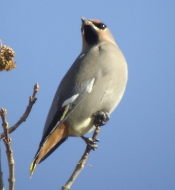 Bohemian Waxwing - ML21098711