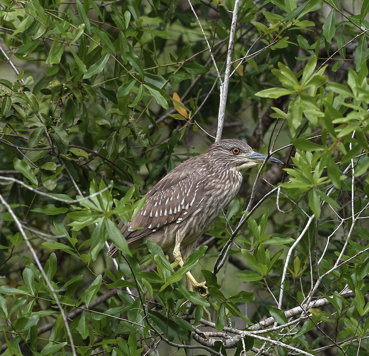 Black-crowned Night Heron - ML210987771