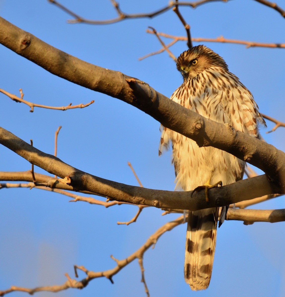 Cooper's Hawk - ML210988251