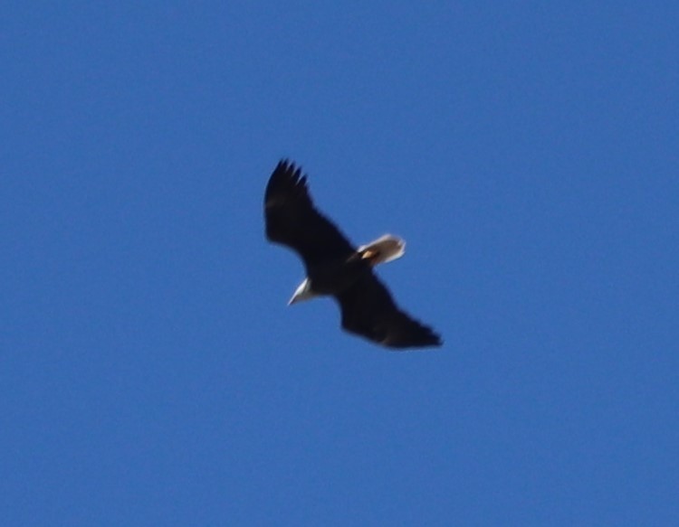 Bald Eagle - ML210988701