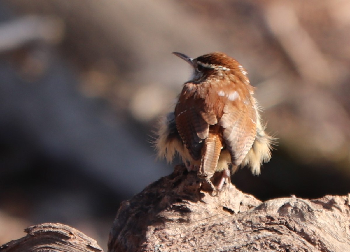 Carolina Wren - ML210988841