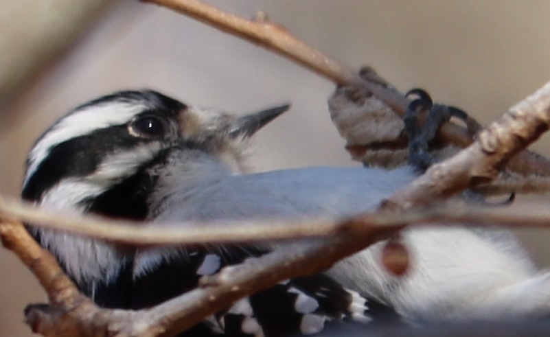 Downy Woodpecker - ML210988881