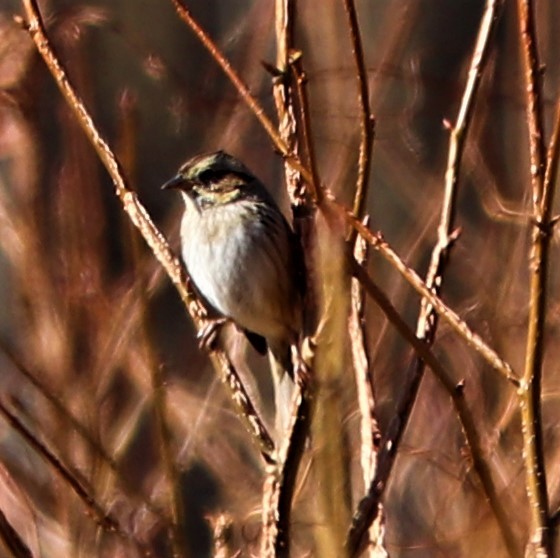 Swamp Sparrow - ML210989001