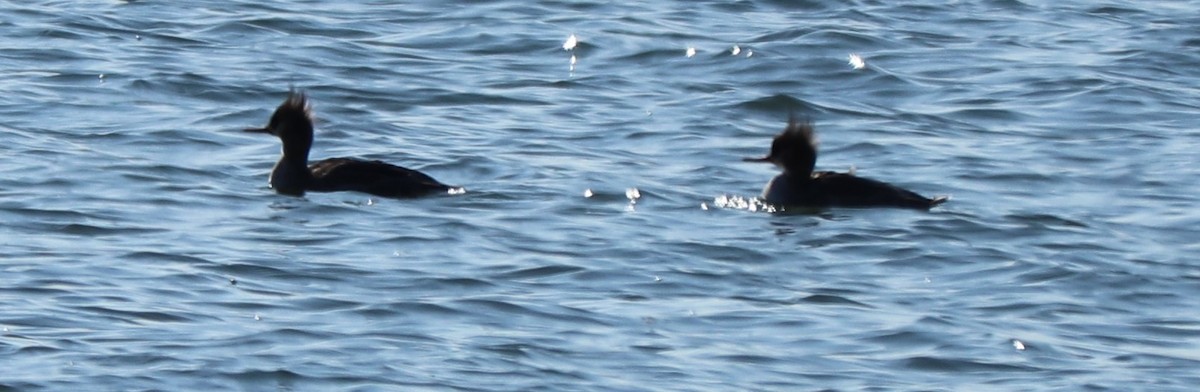 Red-breasted Merganser - ML210989191