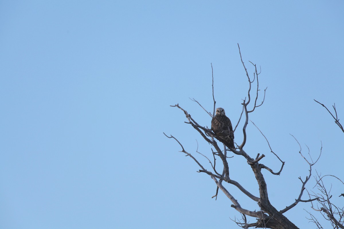 Rough-legged Hawk - ML21098961