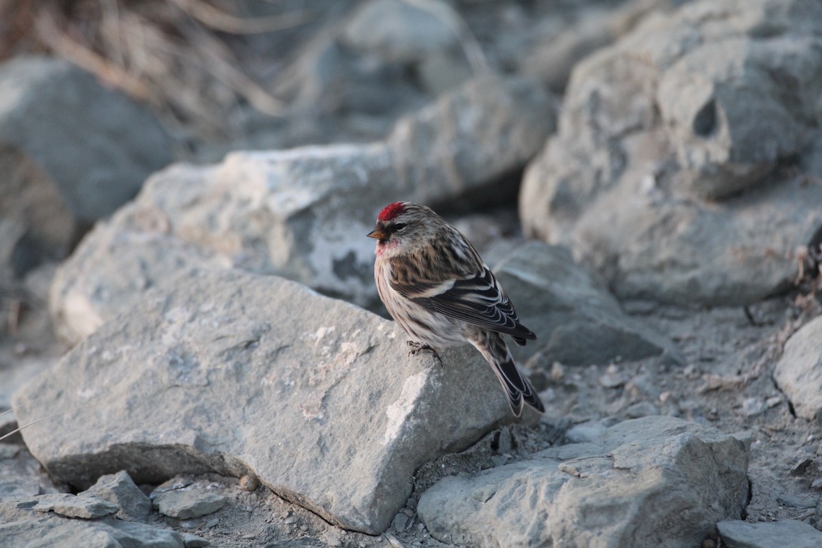 Common Redpoll - ML21098971