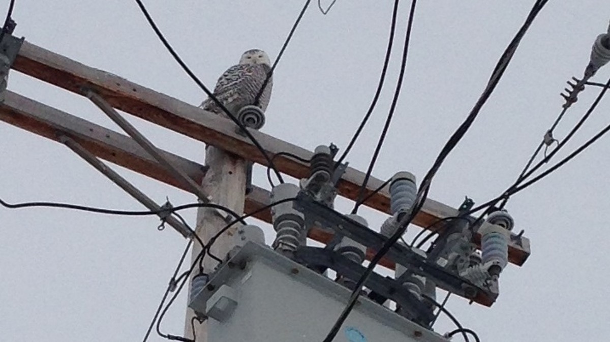 Snowy Owl - Stacy Robinson