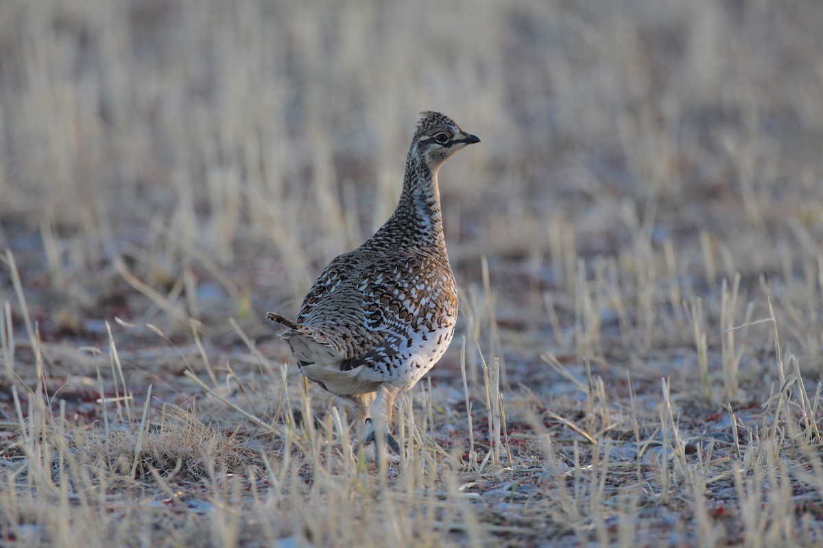 Sharp-tailed Grouse - ML21098991