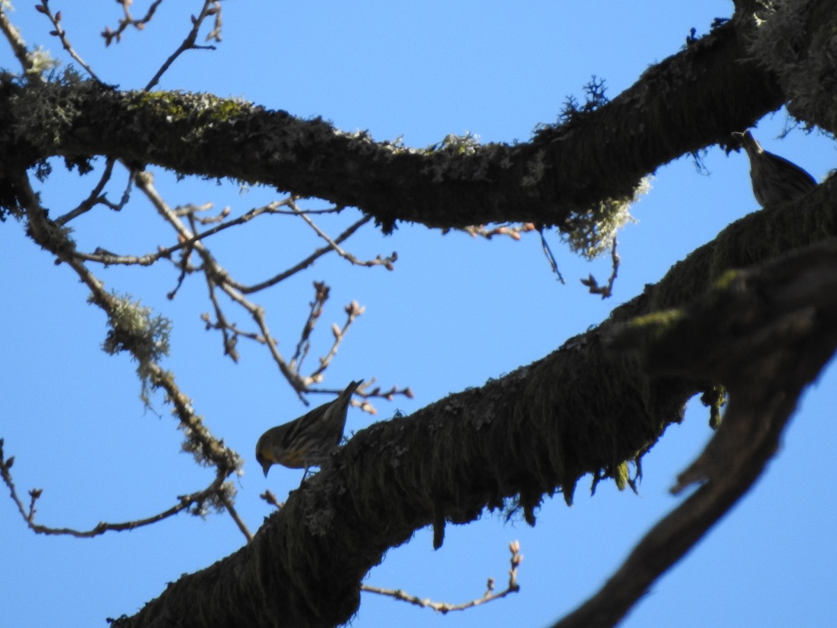 Чиж лісовий - ML210991671