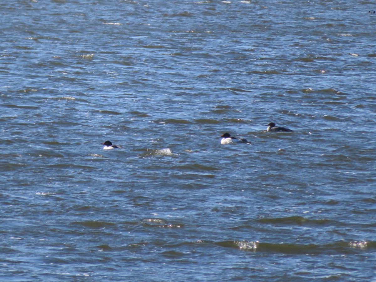 Common Merganser (North American) - Deb Caron