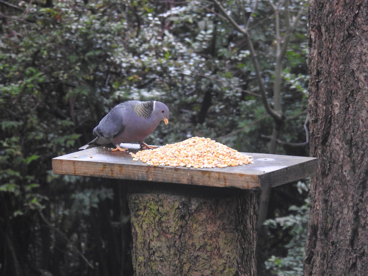 Band-tailed Pigeon - ML210992541