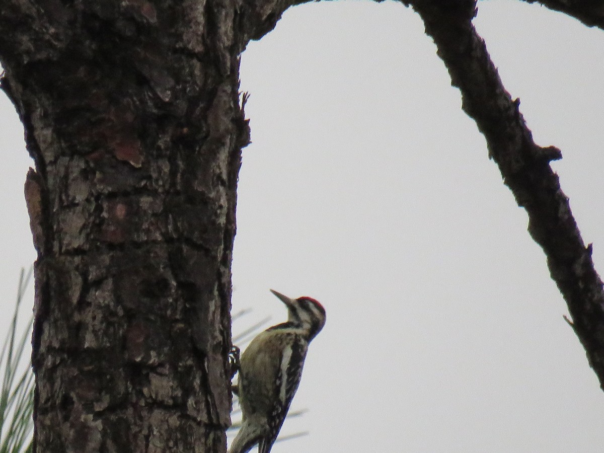 Yellow-bellied Sapsucker - Michael D Zehr