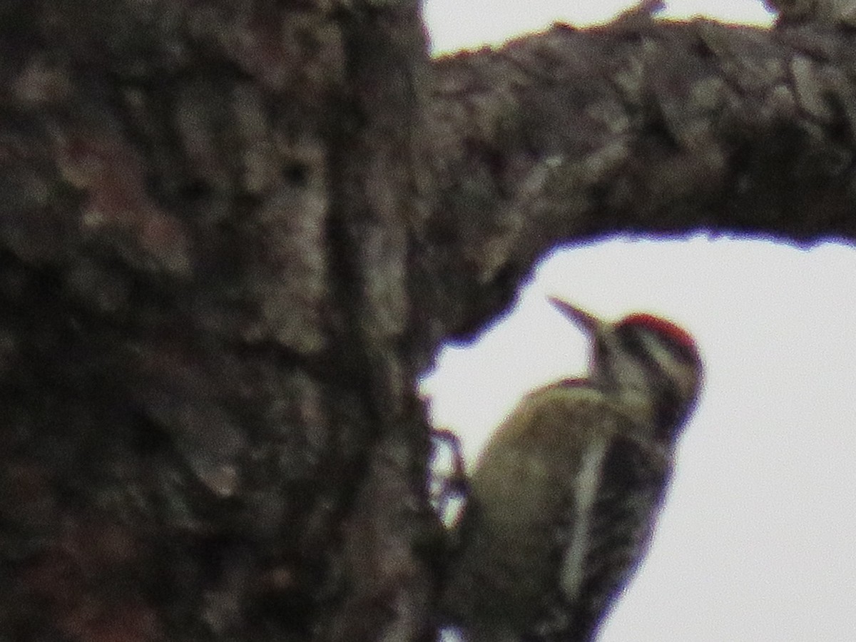 Yellow-bellied Sapsucker - Michael D Zehr