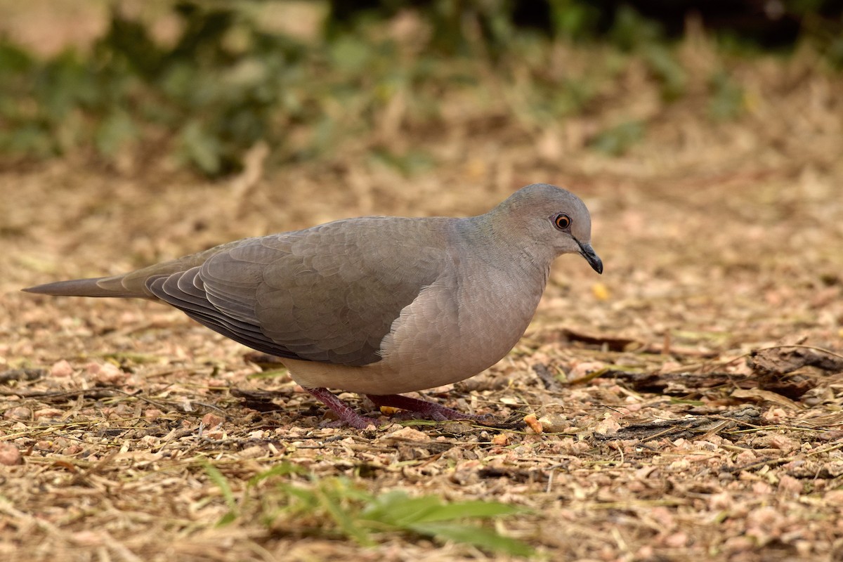 White-tipped Dove - Ethan Gosnell