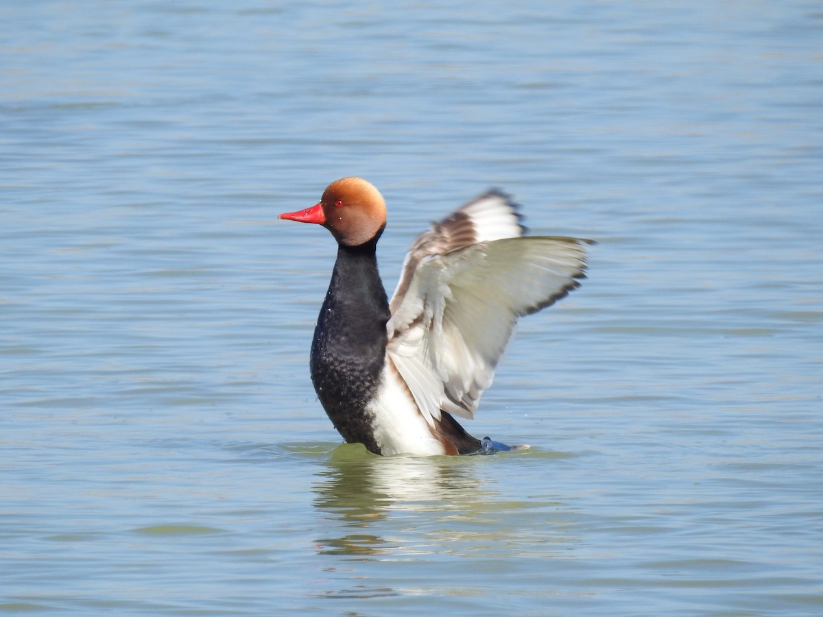 Red-crested Pochard - Susana Noguera Hernández