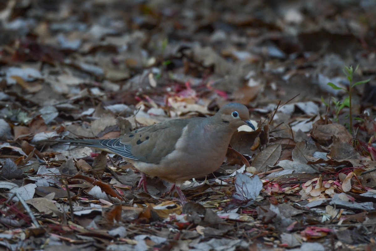 Mourning Dove - Keith McCullough