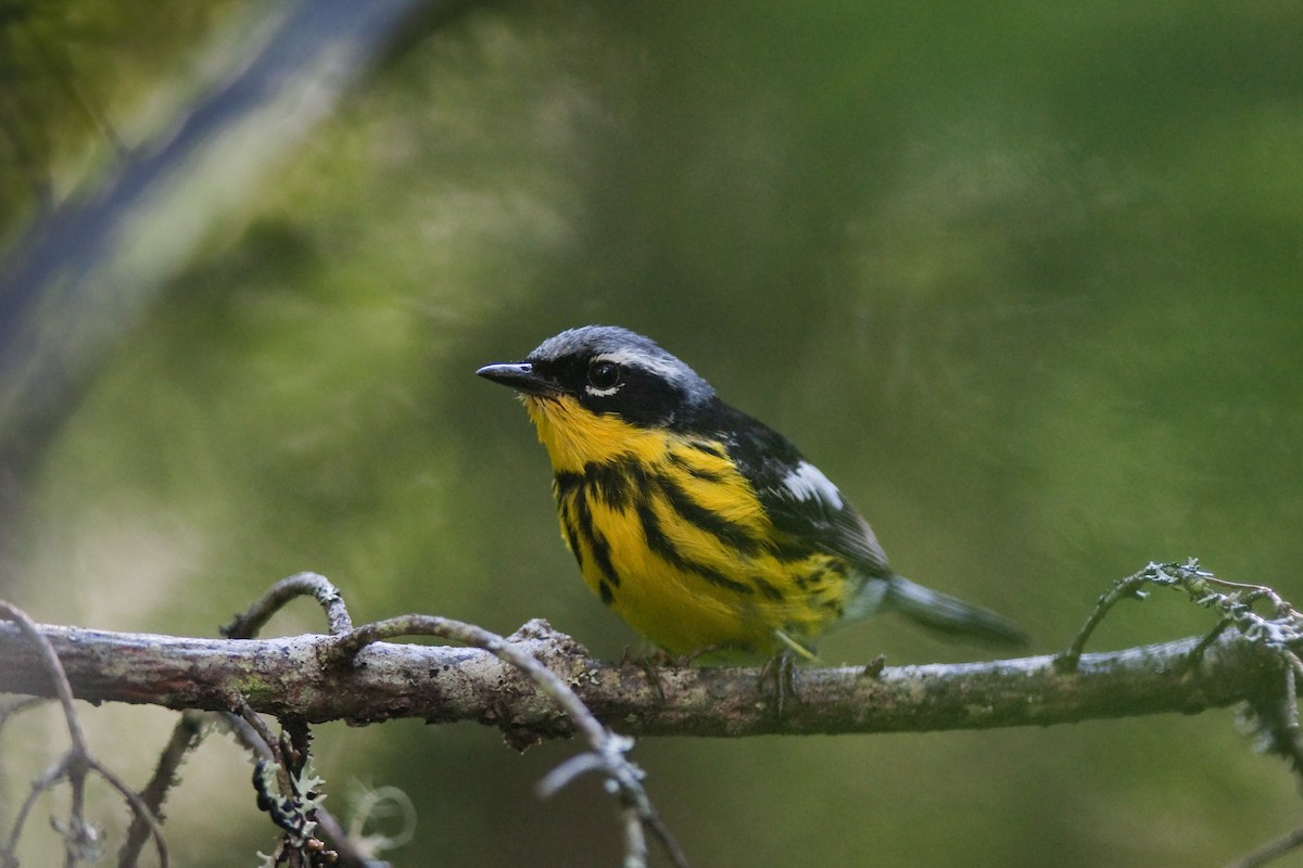 Magnolia Warbler - ML21099811