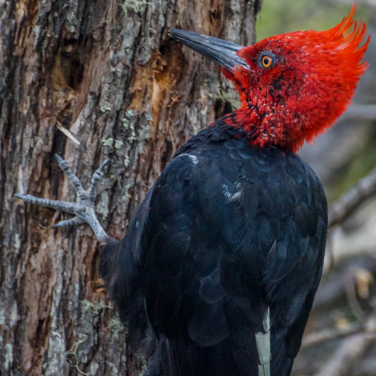 Magellanic Woodpecker - ML210999951