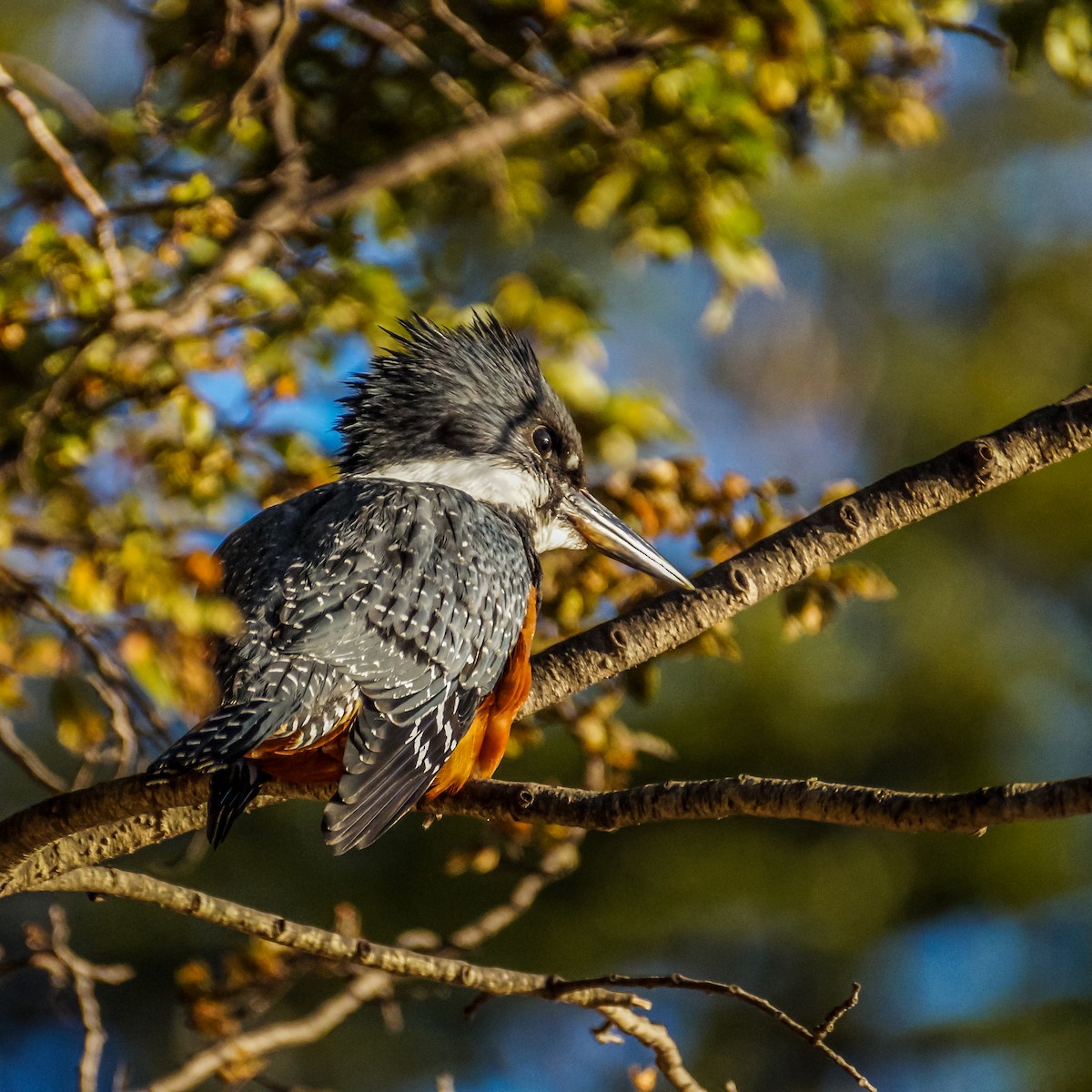 Ringed Kingfisher (Patagonian) - ML211000041
