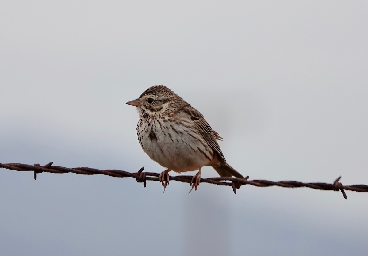 Savannah Sparrow - Carter Gasiorowski