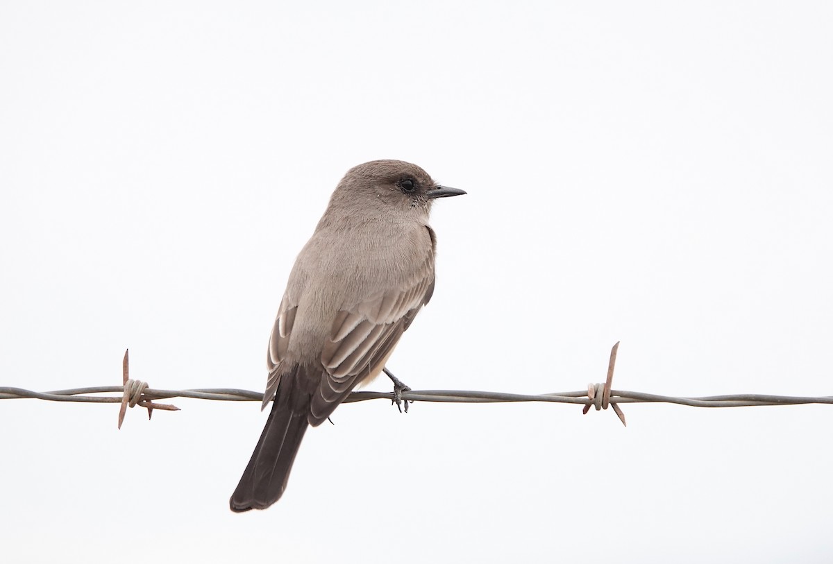 Say's Phoebe - Carter Gasiorowski