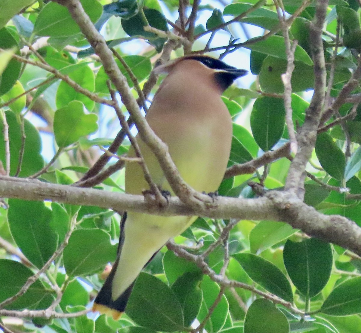 Cedar Waxwing - ML211000951