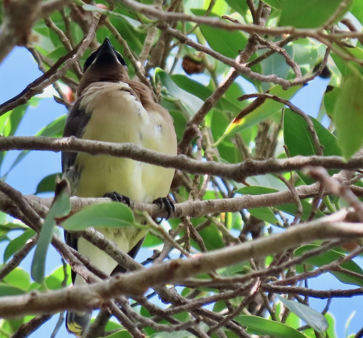 Cedar Waxwing - ML211000961