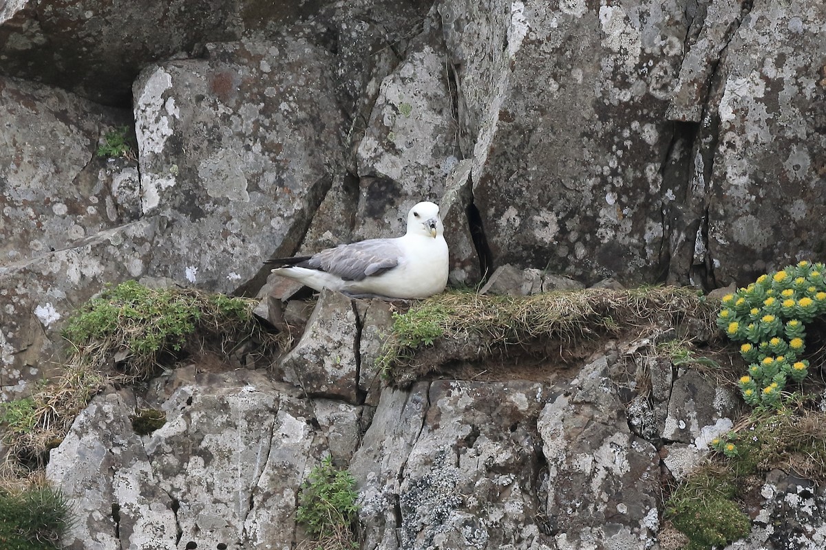 Fulmar Boreal - ML211001201