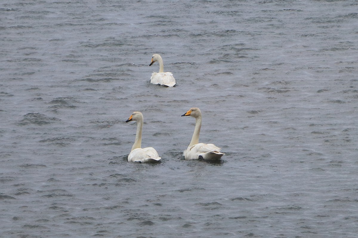 Cygne chanteur - ML211001411