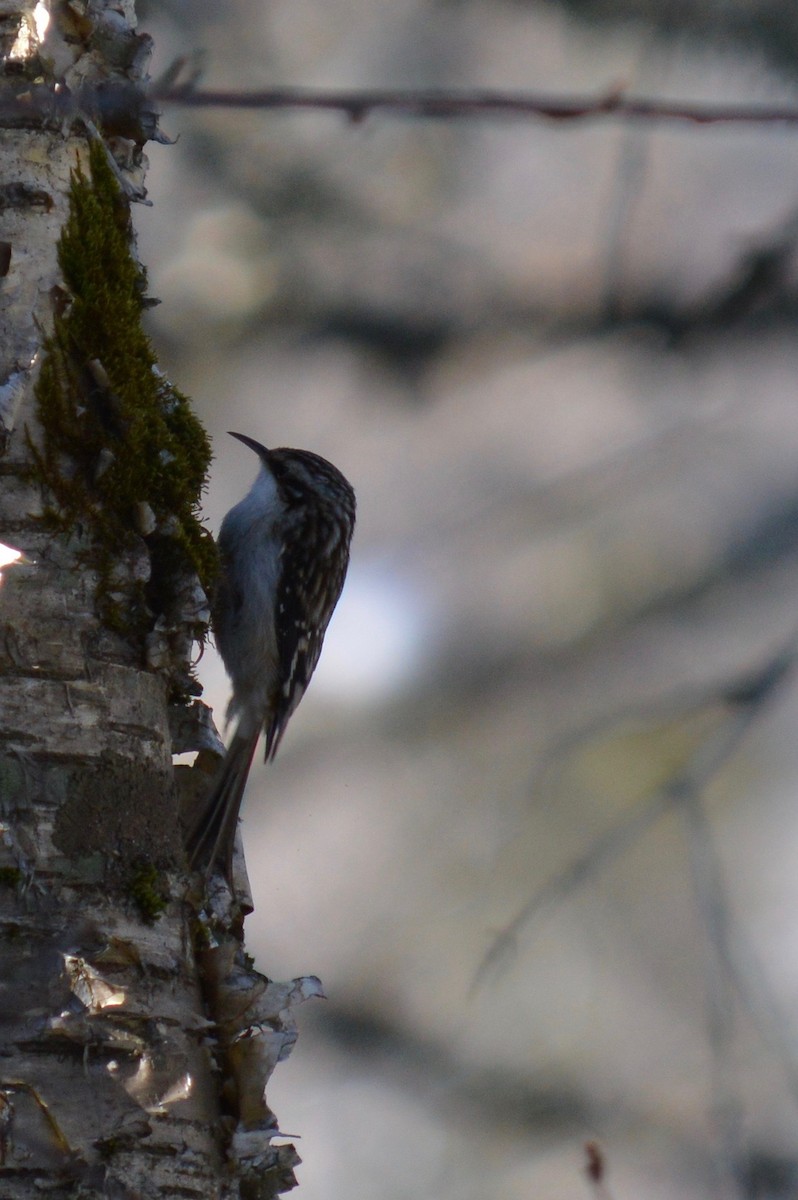 Brown Creeper - ML211003521