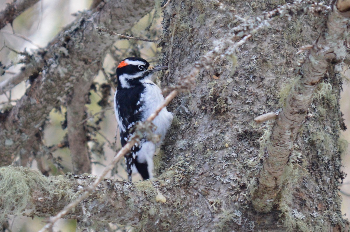 Hairy Woodpecker - ML211003651